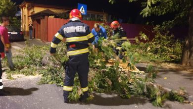 Copac căzut pe drum din cauza vijeliei