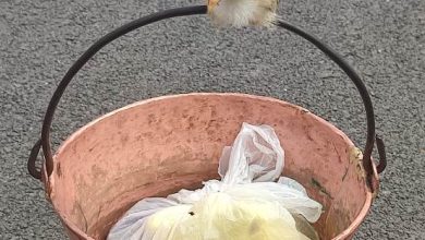 Un pui de găină pe mânerul unui ceaun la o piață de vechituri