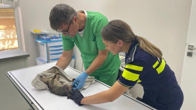 Pisica salvată de Poliția Animalelor