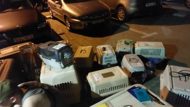 Mașină în care au fost găsiți câini și pisici transportați ilegal