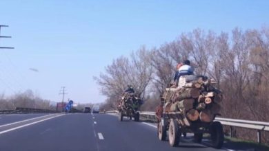 Trei căruțe încărcate cu lemne