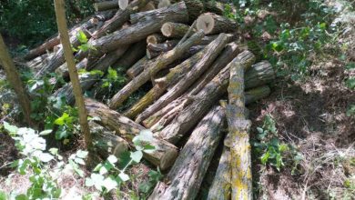 furt de arbori